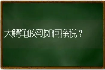 大鳄龟咬到如何挣脱？