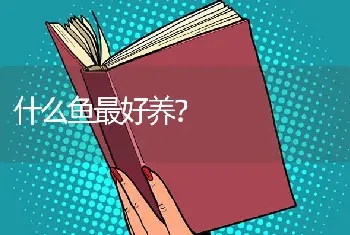 什么鱼最好养？