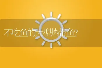 不吃鱼的大型热带鱼？