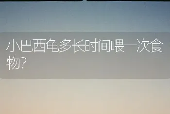 小巴西龟多长时间喂一次食物？