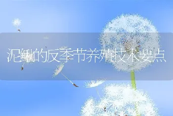 泥鳅的反季节养殖技术要点