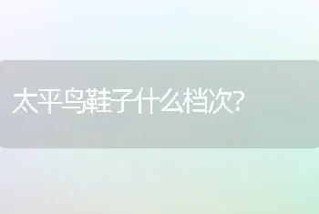 太平鸟鞋子什么档次？