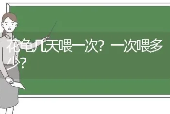 花龟几天喂一次？一次喂多少？