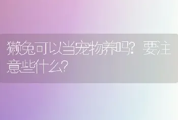 獭兔可以当宠物养吗?要注意些什么？