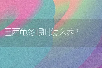 巴西龟冬眠时怎么养？