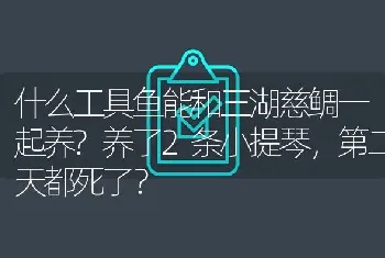 什么工具鱼能和三湖慈鲷一起养？养了2条小提琴，第二天都死了？