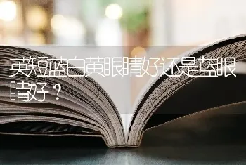 英短蓝白黄眼睛好还是蓝眼睛好？