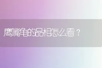 鹰嘴龟的品相怎么看？