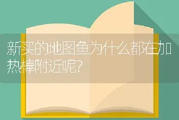 新买的地图鱼为什么都在加热棒附近呢？