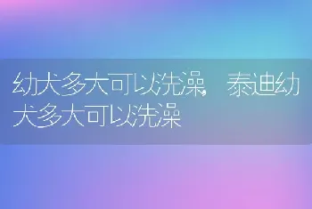 幼犬多大可以洗澡，泰迪幼犬多大可以洗澡