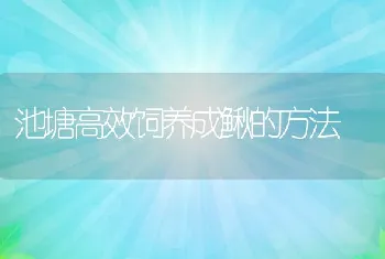 池塘高效饲养成鳅的方法