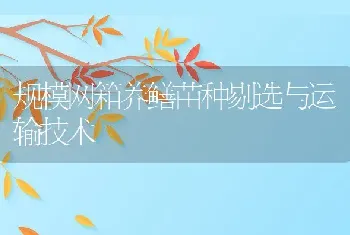 规模网箱养鳝苗种剔选与运输技术