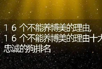 16个不能养博美的理由，16个不能养博美的理由十大忠诚的狗排名