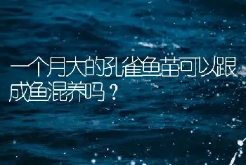 一个月大的孔雀鱼苗可以跟成鱼混养吗？