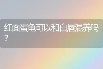 红面蛋龟可以和白唇混养吗？