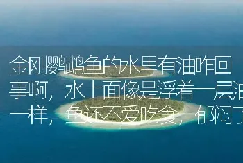 金刚鹦鹉鱼的水里有油咋回事啊，水上面像是浮着一层油一样