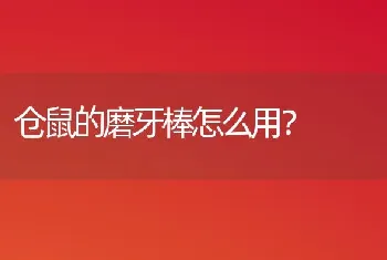 仓鼠的磨牙棒怎么用？