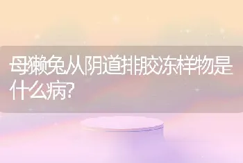 母獭兔从阴道排胶冻样物是什么病？