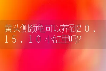 黄头侧颈龟可以养到20.15.10小缸里吗？