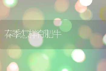 春季怎样育肥牛