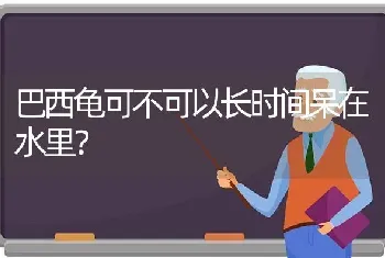 巴西龟可不可以长时间呆在水里？