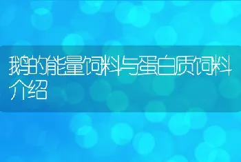 鹅的能量饲料与蛋白质饲料介绍