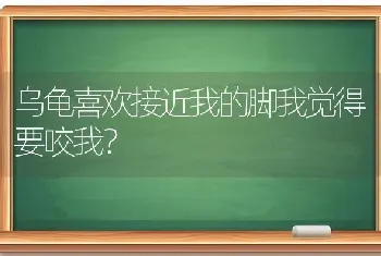 乌龟喜欢接近我的脚我觉得要咬我？