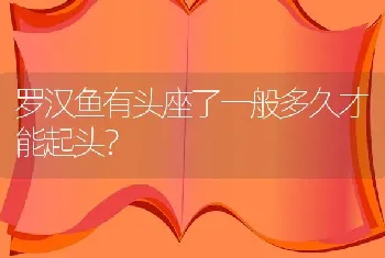 饲养慈鲷鱼应该注意哪些？