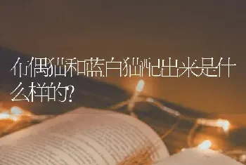 布偶猫和蓝白猫配出来是什么样的？