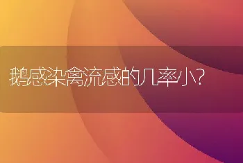 鹅感染禽流感的几率小？