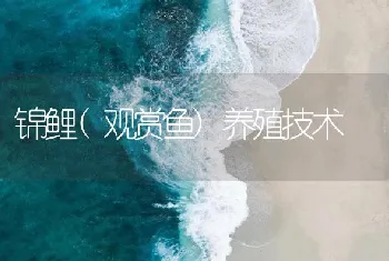 锦鲤(观赏鱼)养殖技术