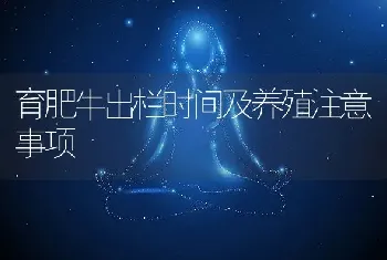 育肥牛出栏时间及养殖注意事项