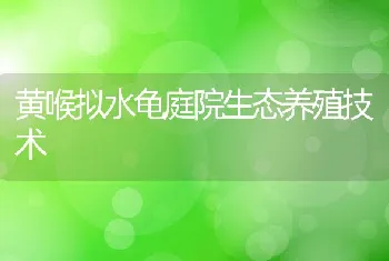 黄喉拟水龟庭院生态养殖技术