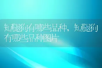 短腿狗有哪些品种，短腿狗有哪些品种图片