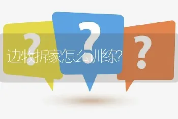 边牧拆家怎么训练？