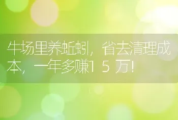 牛场里养蚯蚓，省去清理成本，一年多赚15万！