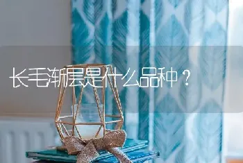 长毛渐层是什么品种？