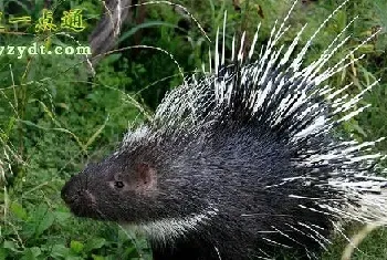 豪猪养殖前景和效益分析