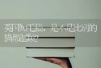 英国短毛猫，是不是比别的猫都温顺？