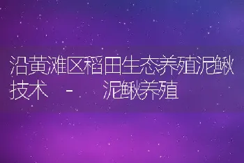 沿黄滩区稻田生态养殖泥鳅技术-泥鳅养殖