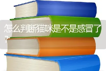 怎么判断猫咪是不是感冒了？