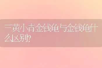 三黄小青金钱龟与金钱龟什么区别？