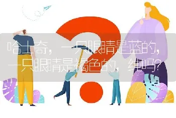 哈士奇，一只眼睛是蓝的，一只眼睛是褐色的，纯吗？