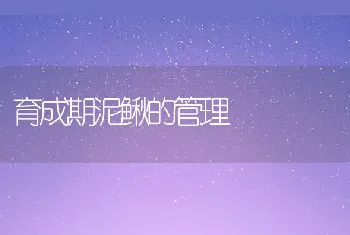 育成期泥鳅的管理