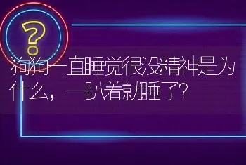 狗狗一直睡觉很没精神是为什么，一趴着就睡了？