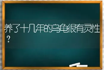 养了十几年的乌龟很有灵性？