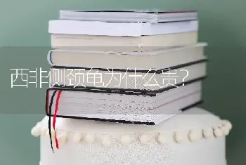 西非侧颈龟为什么贵？