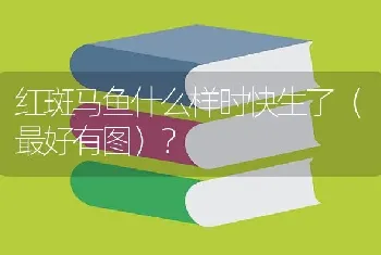 红斑马鱼什么样时快生了（最好有图）？