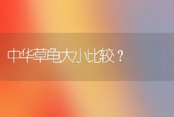 中华草龟大小比较？