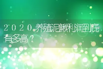 2020养殖泥鳅利润到底有多高？